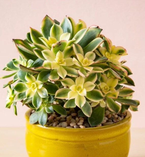 Aeonium Kiwi Decorum, Dream Color, Tree Color, Variegated, Reddish