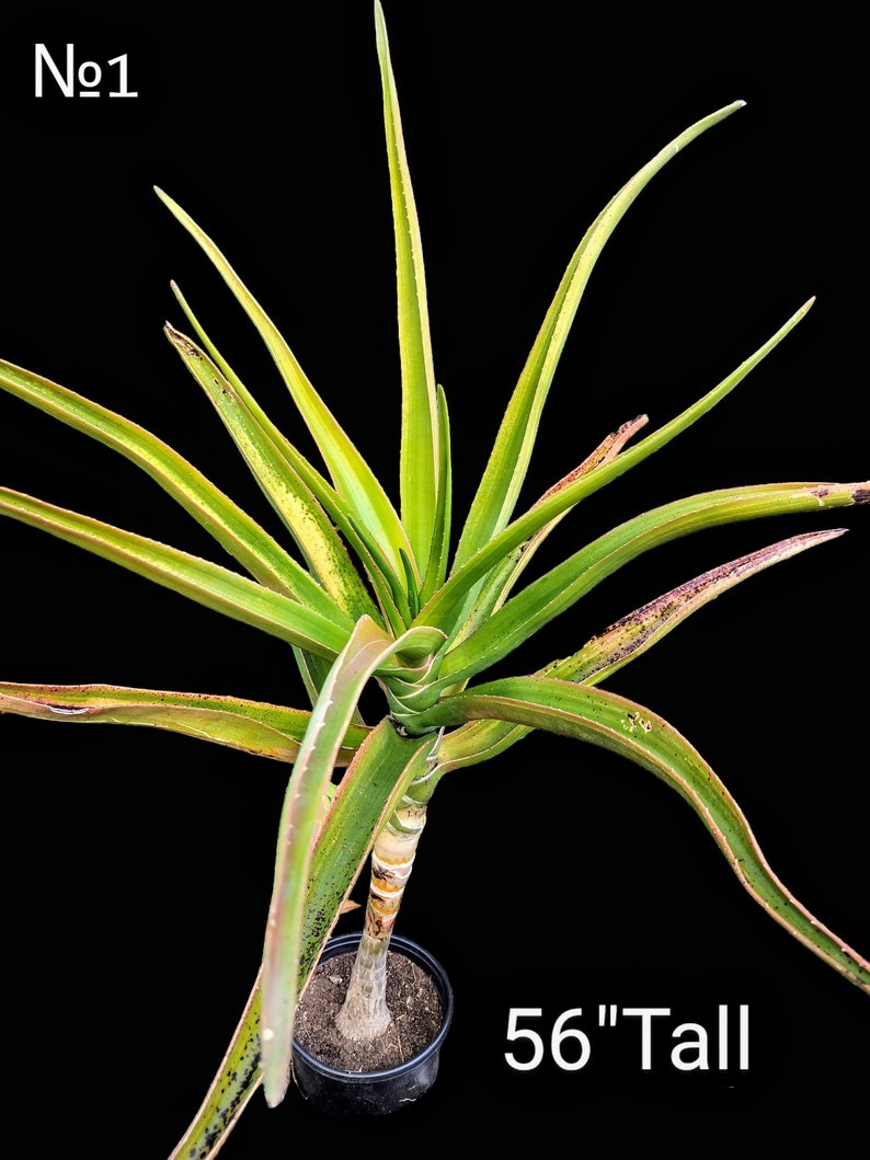 XL Tree Aloe, Aloe Barberae, Aloe Bainesii, Aloe Barberae. African Largest Aloe. rose-pink flowers in Winter. Hardy to 25F. image 8