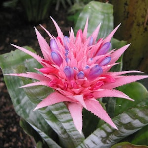 May include: A pink and purple bromeliad flower with green leaves. The flower has a spiky texture and is in full bloom.