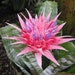 see more listings in the Bromeliaceae section