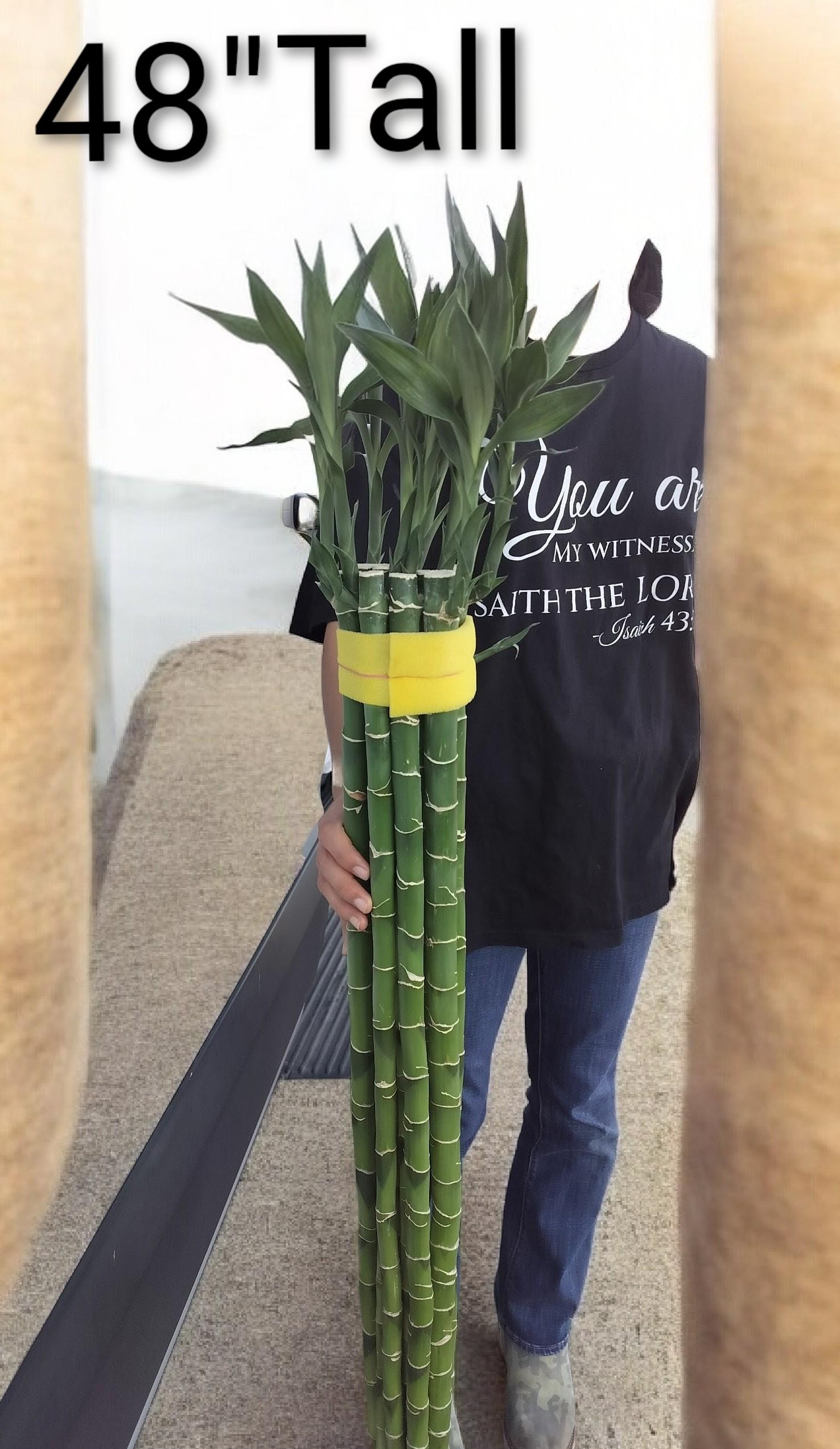 XL Lucky Bamboo, Dracaena Sanderiana, Dracaena Braunii, 27" Tall - Etsy