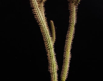 Euphorbia Baioensis ,spiny succulent plant is originally from Kenya. USDA Zone 10b-11b