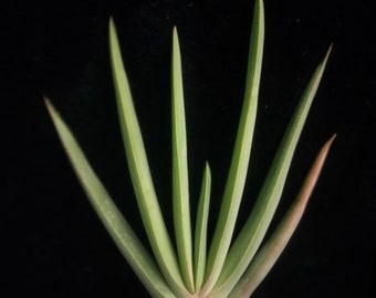Fan Aloe, Kumara Plicatilis, formerly Aloe Plicatilis, a succulent plant, Mature Plant