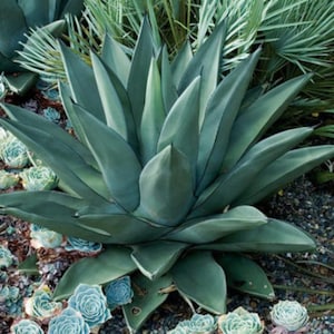 Sharkskin Agave - Etsy