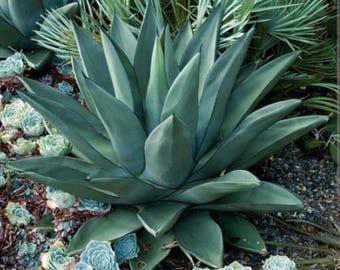 Manfreda Scabra, Agave Asperrima Jacobi 'Lamparillo', The Rough