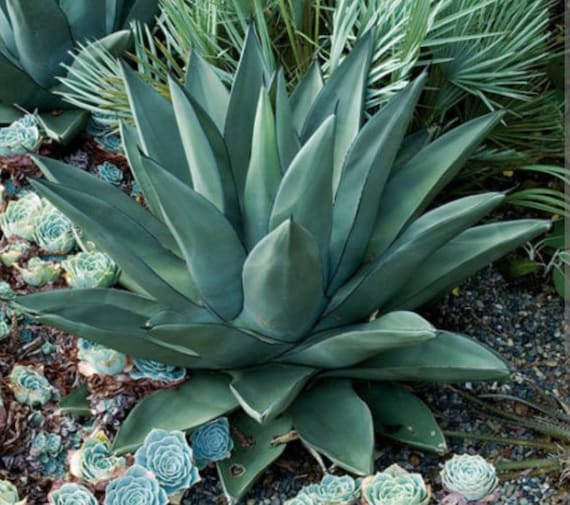 Sharkskin Agave, Agave X Ferdinandi-regis X Scabra. Sharkskin