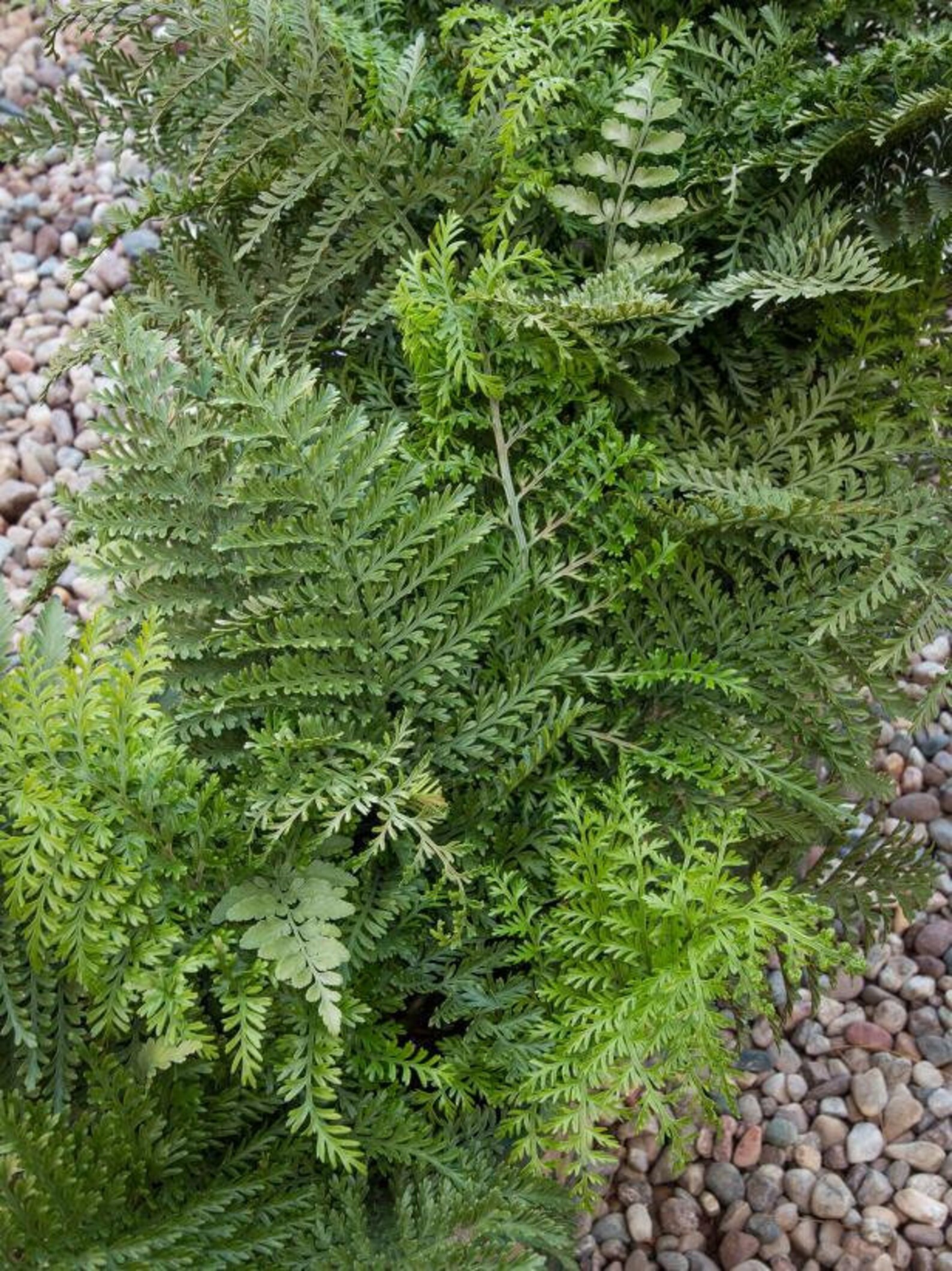 Austral Gem Bird's Nest Fern Asplenium Hybrid Etsy