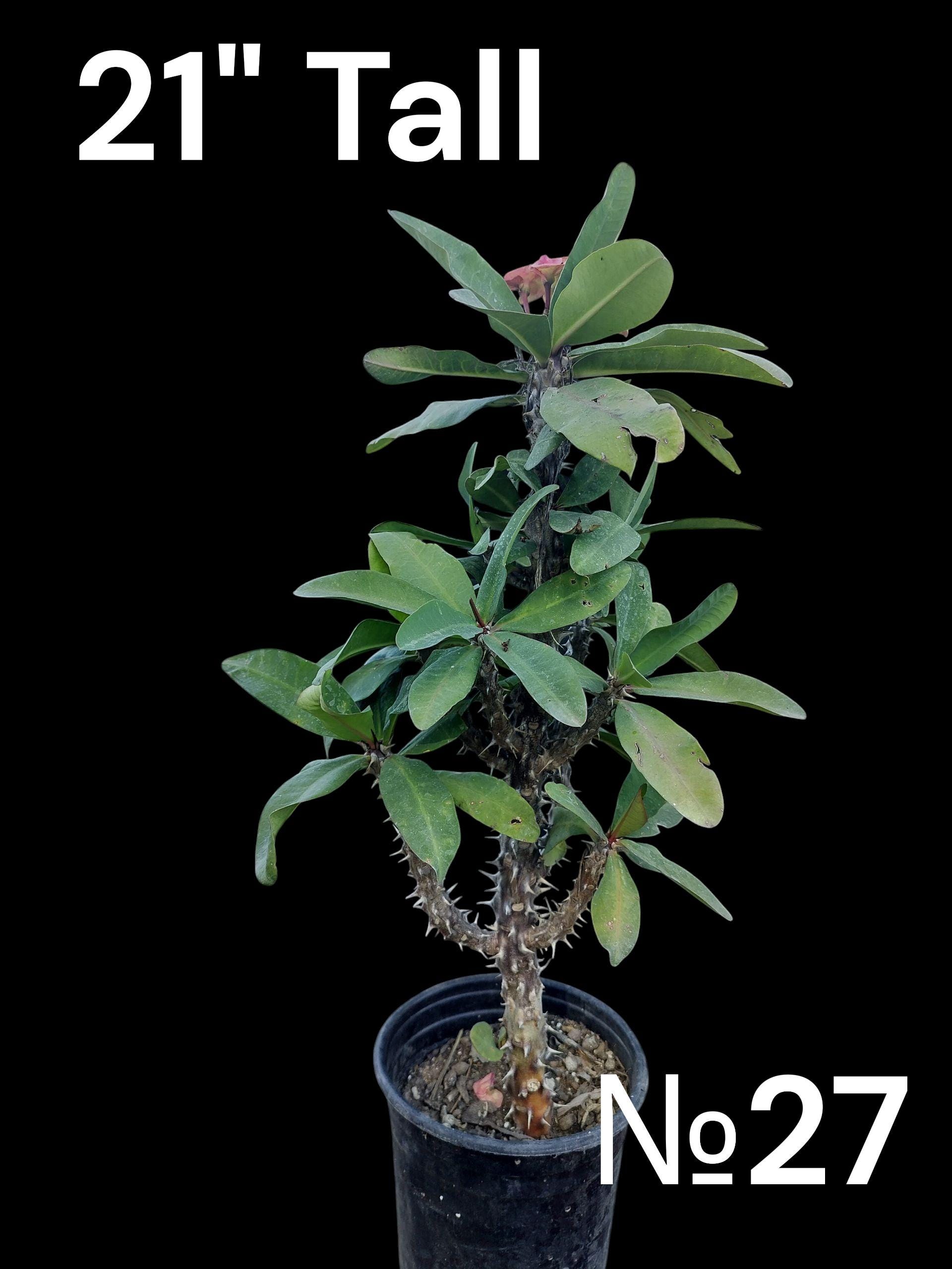 XL Crown of Thorns, Christ Plant, Christ Thorn, Corona De Cristo, Euphorbia  Milii Supergrandiflora. Rare Succulent. USDA Zone 9 - Etsy