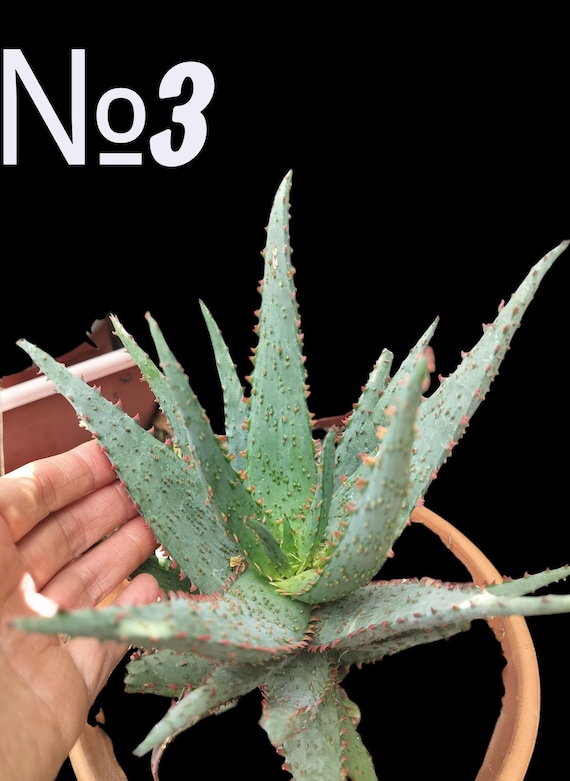aloe vera kaktus Aloe Nobilis