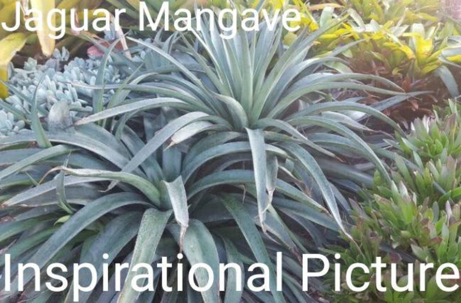 Manfreda Hybrid Jaguar Mangave Jaguar Dark Green Leaves Generously manfreda-hybrid-jaguar-mangave-jaguar-dark-green-leaves-generously