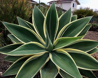 Agave Attenuata Variegata, Variegated Foxtail Agave Ray of Light