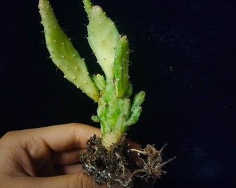 Joseph’s Coat Opuntia Monacantha Monstrose Variegated, Eltham Indian Fig, Pak'an, Sweet Prickly Pea. DIY Cactus, Cactus Lover. USDA Zone 9a