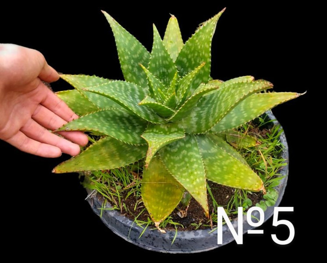XL Soap Aloe MACULATA Saponaria 