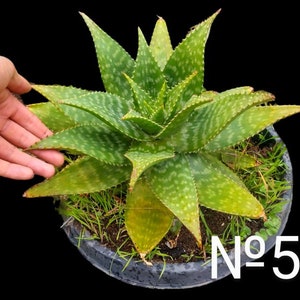 May include: A green and yellow variegated aloe plant in a black pot. The plant has long, spiky leaves with a spotted pattern. The pot is sitting on a brown surface. The text "N°5" is visible in the lower right corner of the image.