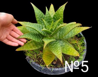 XL Soap Aloe MACULATA Saponaria "coral Aloe" Attractive Bumpy Spotted  Leaves, Orange Flower, Save the Hummingbirds and Bees. Hardy To: 22F - Etsy