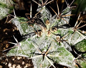 Monk's Hood, Astrophytum Ornatum, Star Cactus, Ornamented Bishop's Cap, Visnaga, Liendrilla, Algodoncillo, Piojosa. USDA Zone 9-10b.