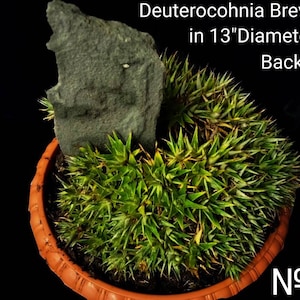 XL Deuterocohnia Brevifolia, Abromeitiella Chlorantha, Meziothamnus Brevifolius, Lindmania Brevifolia, Dyckia Grisebachii. USDA Zone 9 image 2