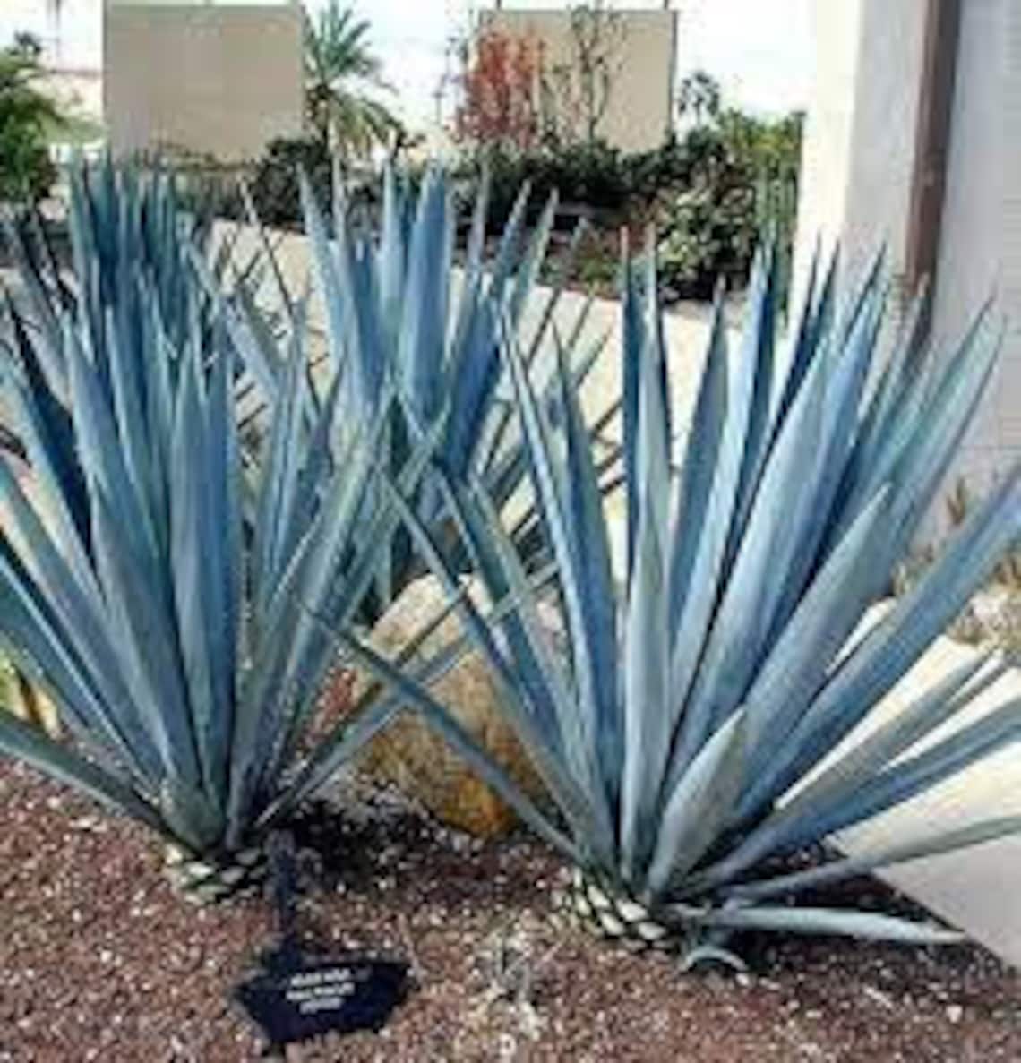 Organic Blue Agave Agave Tequilana Etsy