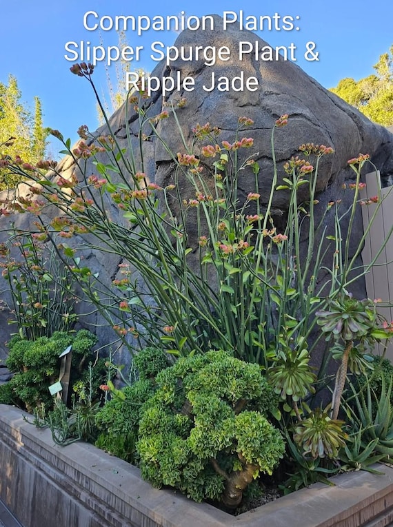 Candelilla Euphorbia, Tall Slipper Plant, Slipper Spurge Plant, Pedilanthus  Macrocarpus. Unusual Succulent Grows to 10" T. Hardy to 20F. - Etsy
