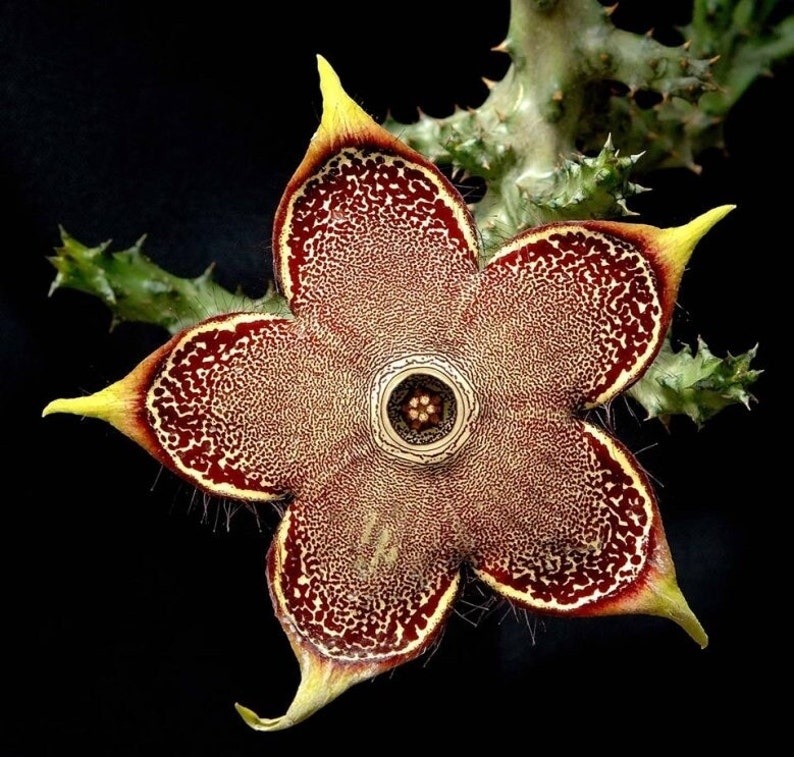 Large Edithcolea Grandis, leafless, richly branched, perennial & decumbent stems. Native to Africa and to the Arabia, USDA Zones 10b-11b image 5
