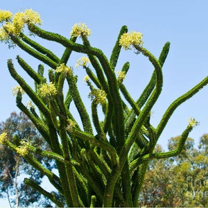 Alluaudia Procera, Madagascar Ocotillo, unusual spiny succulent, thick water-storing stems & leaves that are deciduous in the winter. Zone 9 image 1