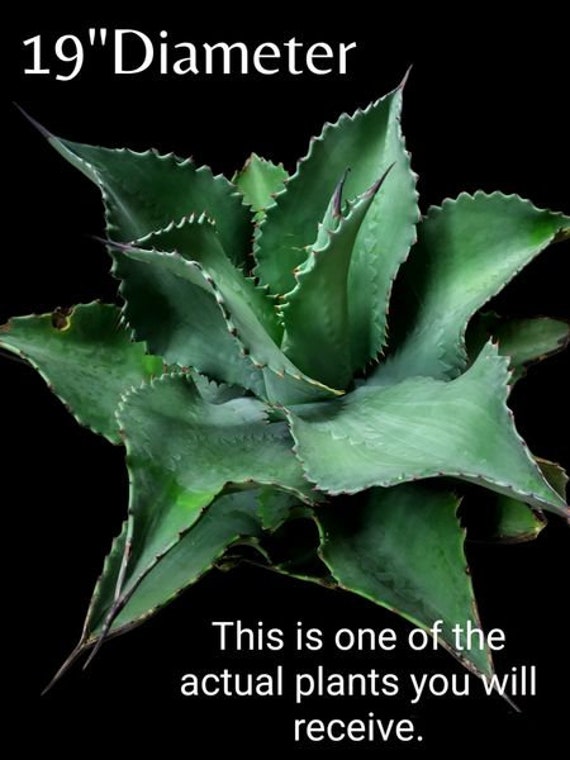Variegated Agave Ovatifolia, Whale's Tongue Agave Marginata, Short
