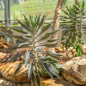 Kalanchoe delagoensis, or Mother of Millions, Mexican Hat Plant, Devil’s Backbone, Alligator Plant. USDA Zone 10