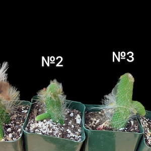 May include: Four green cacti planted in individual square plastic pots, labeled No 1, No 2, No 3, and No 4. Each cactus features a distinct growth pattern with varying amounts of fine white hair-like spines and textured surfaces against a black background.