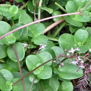Crassula Multicava , Fairy Crassula, Pitted Crassula, London Pride, Cape Province Pygmy weed. Grown Cover, Hanging Basket. USDA Zone 9.