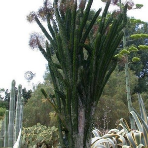 Alluaudia Procera, Madagascar Ocotillo, unusual spiny succulent, thick water-storing stems & leaves that are deciduous in the winter. Zone 9 image 5