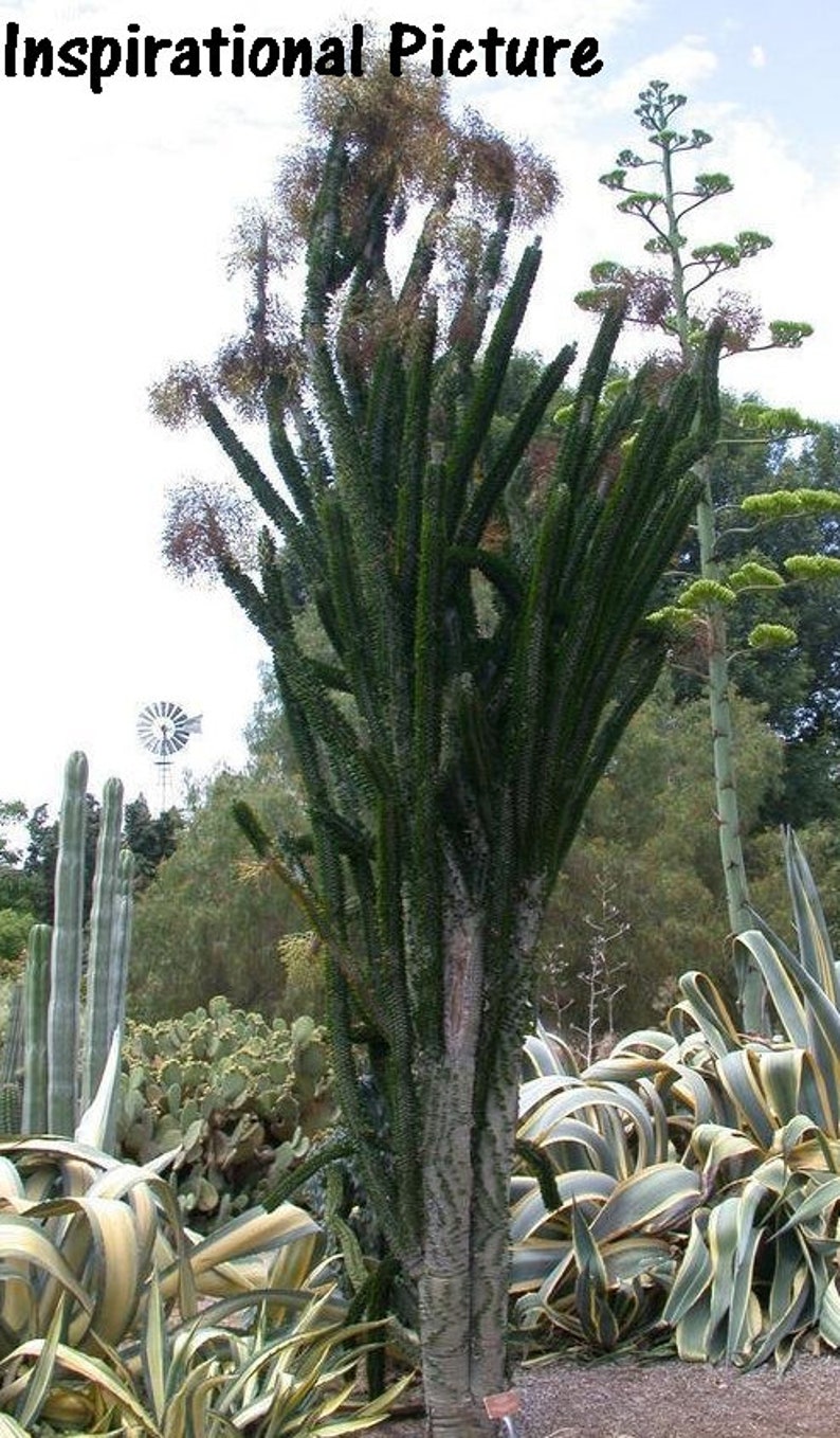 Alluaudia Procera, Madagascar Ocotillo, unusual spiny succulent, thick water-storing stems & leaves that are deciduous in the winter. Zone 9 image 5