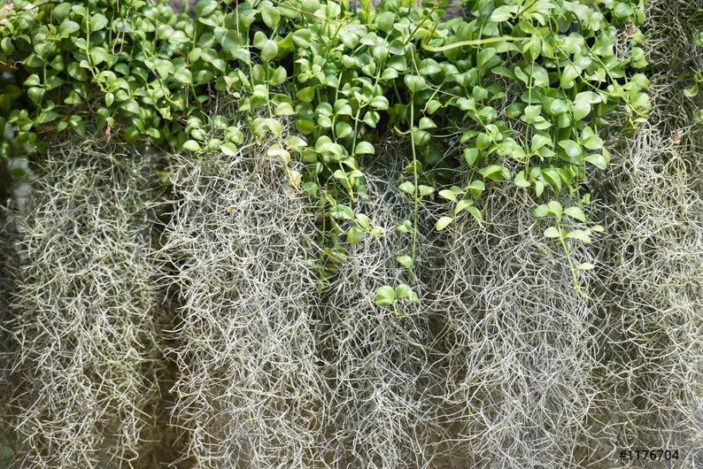 Live Spanish Moss Bromeliad Air Plant Tillandsia EASY CARE Etsy