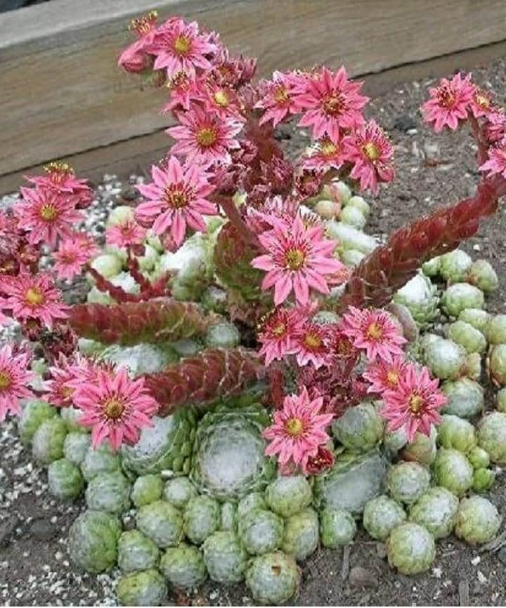 colorful succulents for sale Assorted Gift Succulents