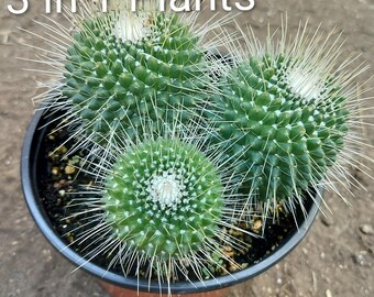 Mammillaria Un Pico, Spinosissima Unpico, USDA Zone 10-11 - Etsy