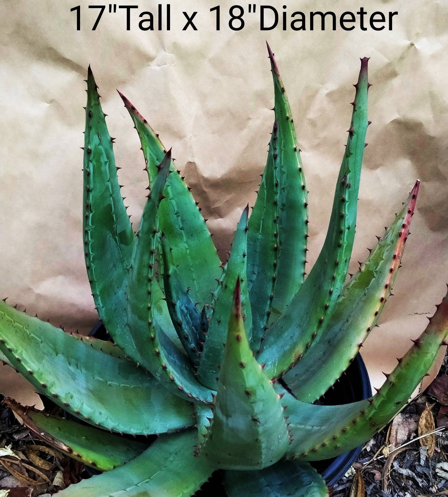 ＡＬＯＥです。 Large Aloe Ferox, Cape Aloe, Bitter Aloe. Used to make