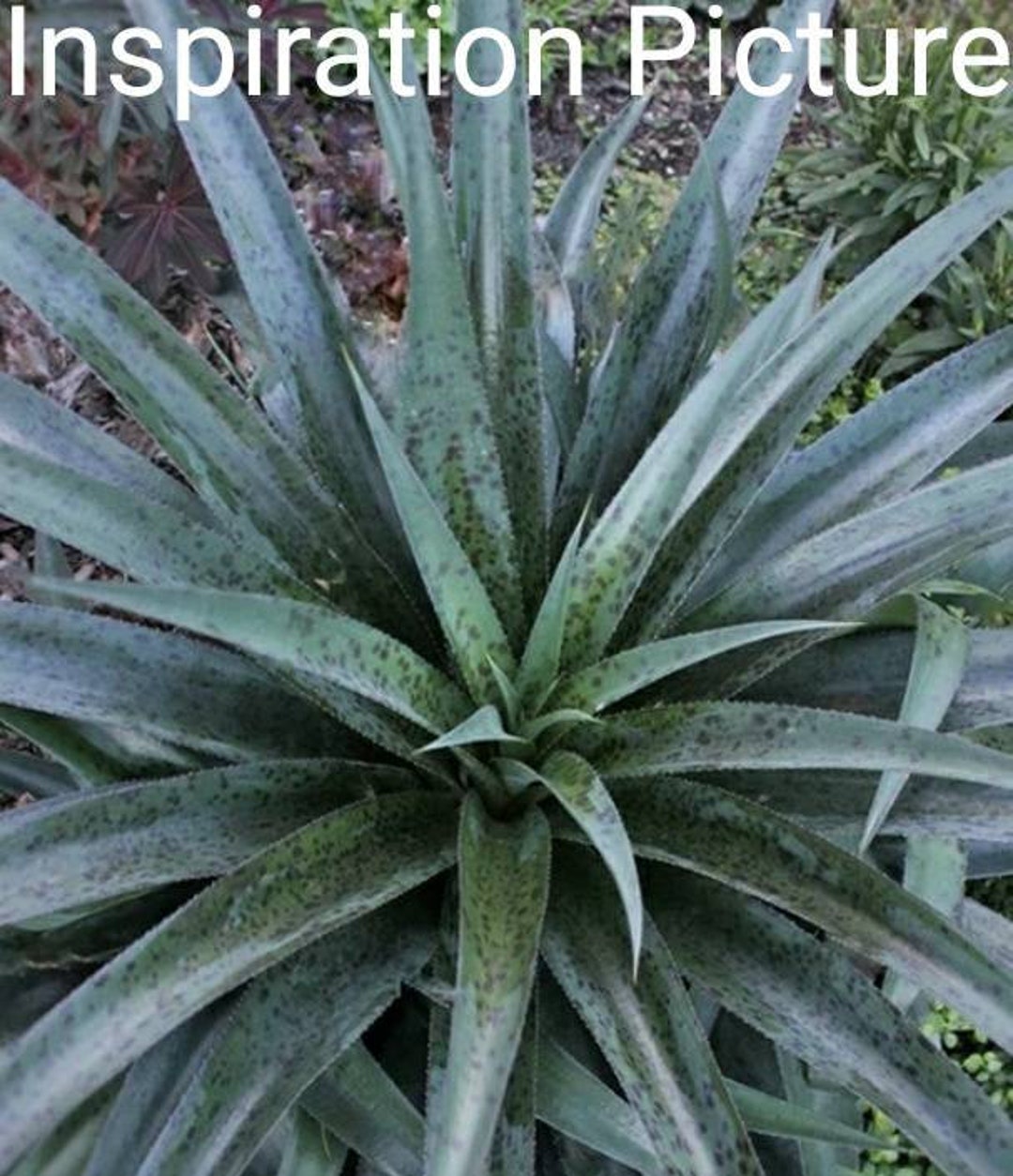Manfreda Hybrid Jaguar Mangave Jaguar Dark Green Leaves Generously manfreda-hybrid-jaguar-mangave-jaguar-dark-green-leaves-generously