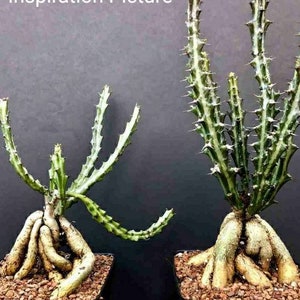 Euphorbia Knuthii, dwarf spiny succulent shrublet. Roots Tuberous & Rhizomatous turns to Serpentine Caudex, blooms mid-late summer. Zones 9. image 6