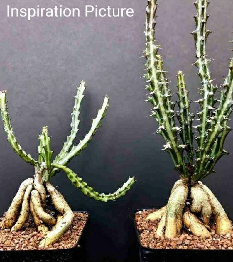 Euphorbia Knuthii, dwarf spiny succulent shrublet. Roots Tuberous & Rhizomatous turns to Serpentine Caudex, blooms mid-late summer. Zones 9. image 6