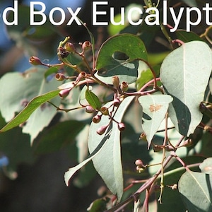 May include: Close-up of a Red Box Eucalyptus tree branch with green leaves and small, red, round seed pods.