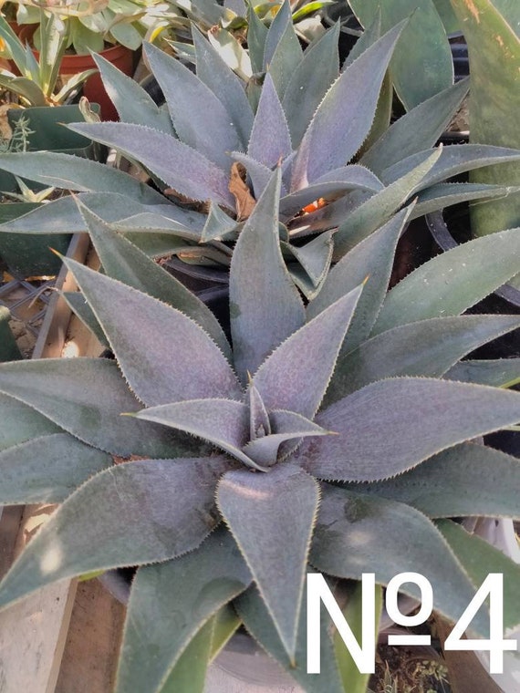 XL Mangave 'purple People Eater Blue-green Recurved Leaves Covered