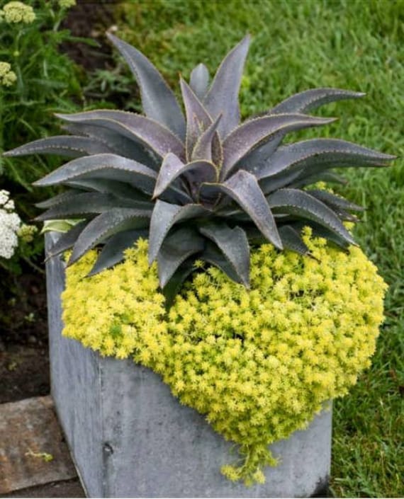 XL Mangave 'purple People Eater Blue-green Recurved Leaves Covered