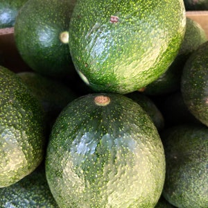 Organic REED AVOCADO Fruit Limited Edition. Fuerte & Haas, Leaves, and seeds, Fresh Pick, leaf harvested from the Mexican Avo,Persea Drymifo