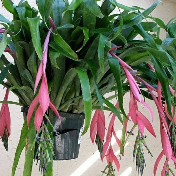 Billbergia Nutans, Tartan Flower, Friendship Plant, Queen Ann Tears, Queen’s Tears Bromeliad. Non-toxic to cats & dogs. Up to 40F.