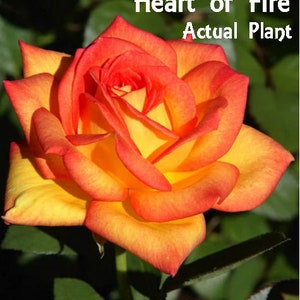 John F. Kennedy, JFK, Heart of Fire, Chrysler Imperial, Royal Kate, Fragrant Cloud, Maurice Utrillo, Peace, Cut Rose.