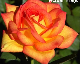 Heart of Fire, Chrysler Imperial, Royal Kate, Fragrant Cloud, Maurice Utrillo, Peace, Cut Rose. USDA Zones 5, 6, 7 & 8