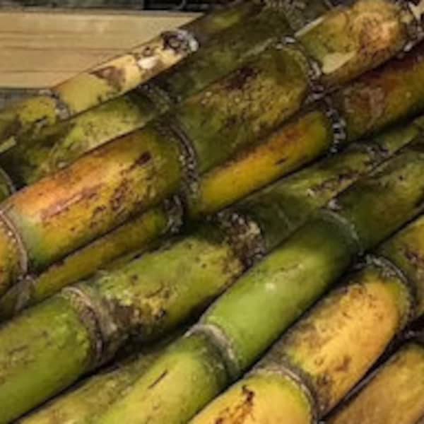 Organic Green Sugarcane Plant, Fresh Live Cuttings. 6"-8" long. Scions for Planting