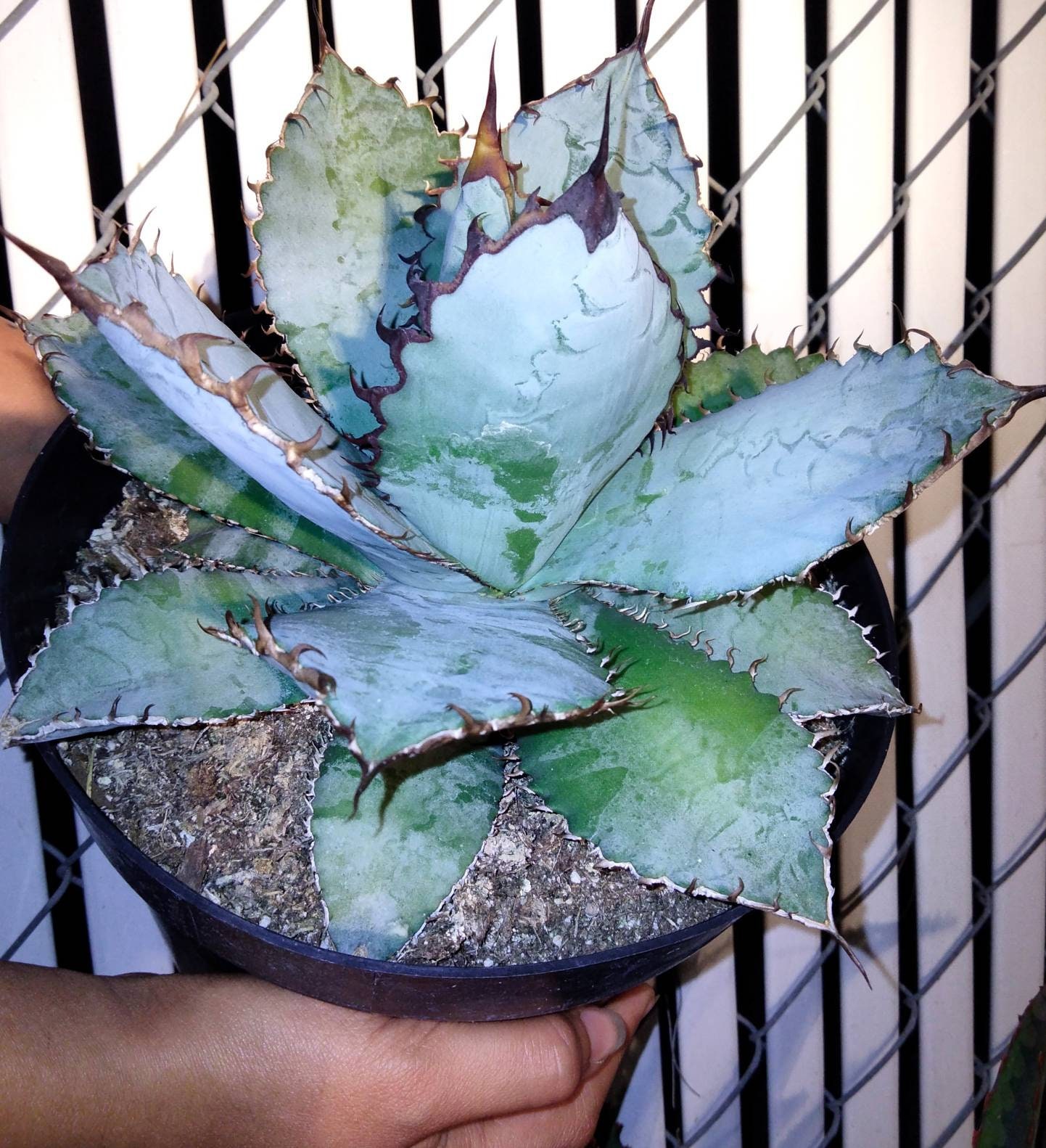 Titanota Lion's Mane, Rare Collector Agave, Compact Silvery Blue