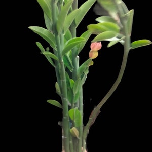 Candelilla, Tall slipper plant, Slipper Spurge Plant, Pedilanthus Macrocarpus. Unusual Succulent grows up to 10 Tall . Hardy to 20F. image 1