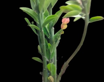 Candelilla, Tall slipper plant, Slipper Spurge Plant, Pedilanthus Macrocarpus. Unusual  Succulent grows up to 10" Tall . Hardy to 20F.