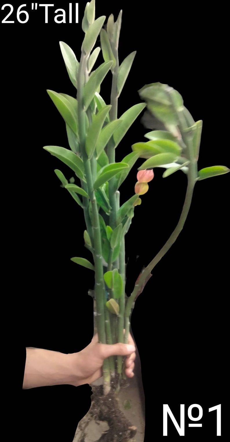 Candelilla, Tall slipper plant, Slipper Spurge Plant, Pedilanthus Macrocarpus. Unusual Succulent grows up to 10 Tall . Hardy to 20F. image 1
